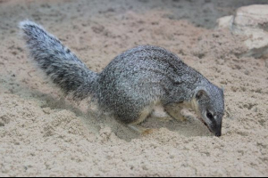 Malgasia wąskaganband mangown