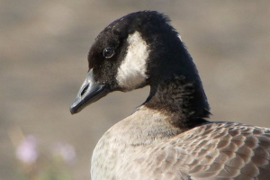 Mała kanadyjska kazarka