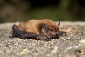 Mały wieczór wieczorem Mały wieczór wieczorem