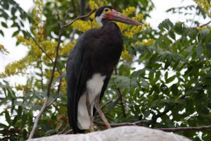 Bocian malay wool - funkcje ptaków Bocian malay wool - funkcje ptaków