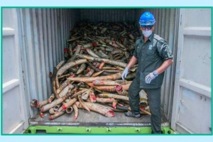 Malezja zniszczyła 9,5 tony kości słoniowej Malezja zniszczyła 9,5 tony kości słoniowej