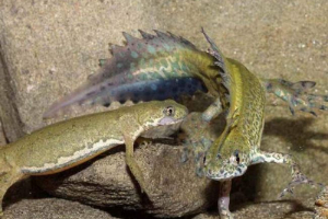 Maja triton lub pasiasty triton - fairy dragon Maja triton lub pasiasty triton - fairy dragon