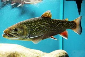 Mały chłopak Mały chłopak