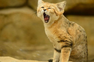 Małe koty i wszystko o nich