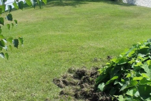 Mamaev kurgan cierpiał na dziki