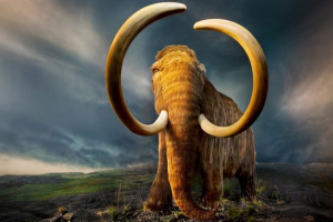 Mamut