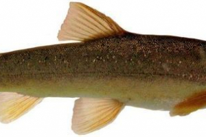 Marinka - ryba z kobietą Marinka - ryba z kobietą