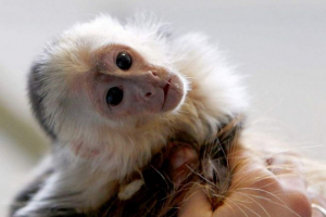 Martyszka otworzyła właściciel jego pamięci podręcznej Martyszka otworzyła właściciel jego pamięci podręcznej