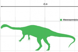 Massospondl Massospondl
