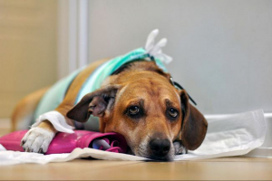 Zapalenie sutka w psie - co jest niebezpieczne? Zapalenie sutka w psie - co jest niebezpieczne?