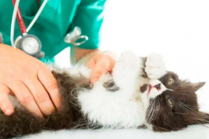 Mastopatia w kotach - niż niebezpieczny?