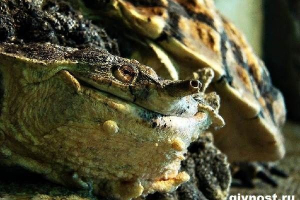 Matamata cherepakh. Lifestyle i siedlisko żółw matamata
