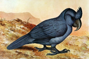 Mauritiusky chubed parrot