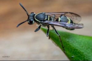 Honey os: true lub mit? Honey os: true lub mit?