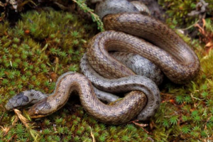 Mediana zwyczajna Mediana zwyczajna