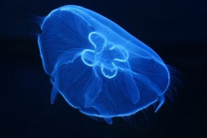 Jellyfish z morza czarnego