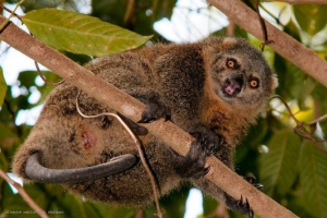 Bear couscus: tuż z wyspy sulawesi Bear couscus: tuż z wyspy sulawesi