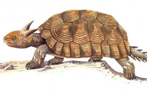 Maeolania - rogaty żółw australijski Maeolania - rogaty żółw australijski