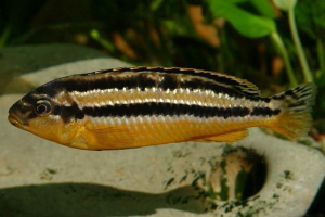 Melanochromis golden