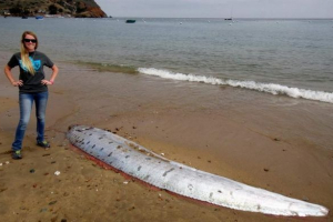 Martwe paski wyrzucone na południowym brzegu zatoki california Martwe paski wyrzucone na południowym brzegu zatoki california