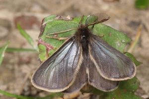 Bias - siedlisko, opis i zdjęcia motyli