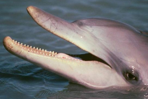 Międzynarodowa czerwona książka