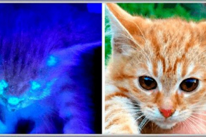 Micrporia i trico w kotach - co to jest? Micrporia i trico w kotach - co to jest?