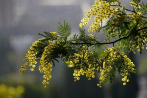 Mimosov rośliny - przedstawiciele i zdjęcia Mimosov rośliny - przedstawiciele i zdjęcia