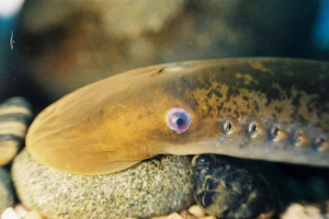 Rzeka midhroy europejska