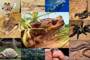 Świat zwierząt w liczbach: od 0 do 10