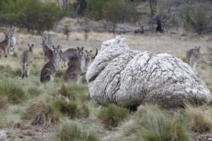 Posiadacz rekordu świata w liczbie wełny był pamięć ram z australii