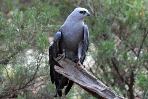 Missisipsky korshun Missisipsky korshun