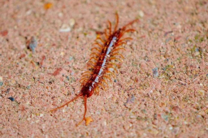 Arthropod - charakterystyka, opis, typy, klasyfikacja i zdjęcia Arthropod - charakterystyka, opis, typy, klasyfikacja i zdjęcia