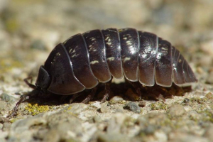 Muzyka: owad lub rak?