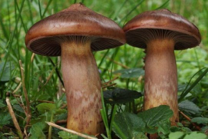 Mokruha fioletowy Mokruha fioletowy