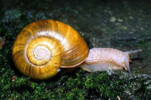 Mięczaków Mięczaków