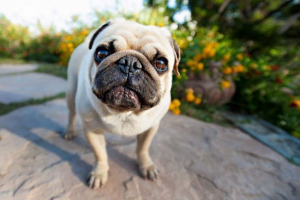 Mops - pies, który jest zawsze w centrum imprez