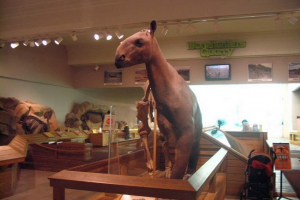 Moropus - starożytne gładkie zwierzę Moropus - starożytne gładkie zwierzę