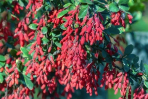 Barbaris zwyczajny Barbaris zwyczajny