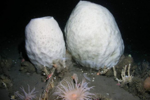 Sea sponge-volcano: podwodny stary człowiek z tysiącoletnim historią Sea sponge-volcano: podwodny stary człowiek z tysiącoletnim historią