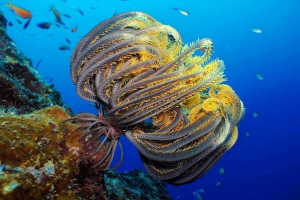 Lily morskie. Photo animal marine lily