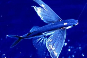 Lotnicza ryba morska Lotnicza ryba morska