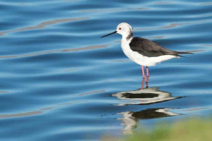 Ptaki morskie: opis, przedstawiciele i zdjęcia Ptaki morskie: opis, przedstawiciele i zdjęcia