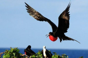 Ptaki morskie Ptaki morskie