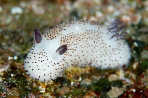 Morskie ślizganie się podobnie do królików