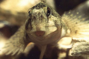 Dogi morskie - zwierzęta mieszkaniowe w akwariach