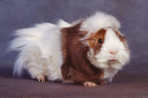 Świnki morskie złamały jocon