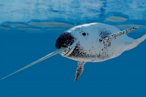 Narval (sea unicorn) Narval (sea unicorn)