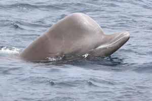 High-blade butelkowane High-blade butelkowane