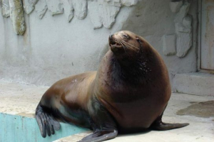 Czerwona książka regionu sachalina